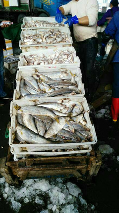 逛臺州水產(chǎn)品交易中心,看到的都是魚,聞到的都是魚腥味。